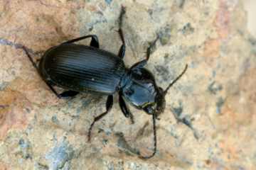 Pterostichus madidus