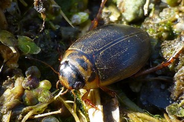 Punktierter Tauchschwimmer