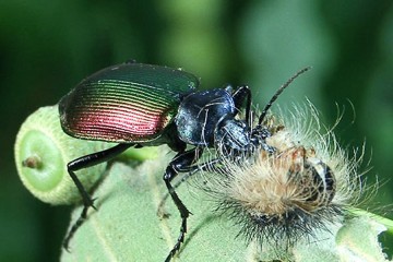 Großer Puppenräuber