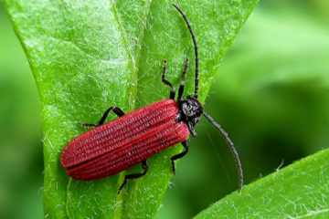 Pyropterus nigroruber