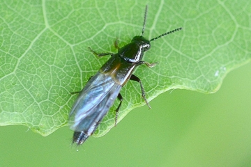 Quedius cinctus