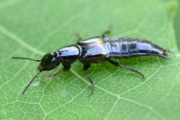 Quedius cinctus