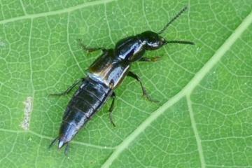 Quedius cinctus