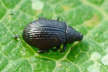 Rhamphus pulicarius