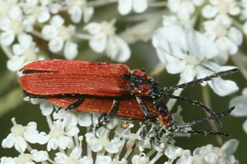 Rüssel-Rotdeckenkäfer