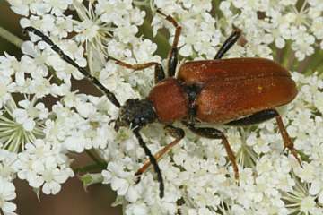 Rothalsbock