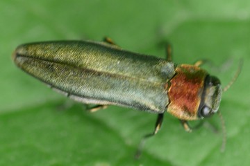 Rotblauer Pappel-Prachtkäfer