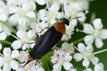 Rotbauchiger Stachelkäfer
