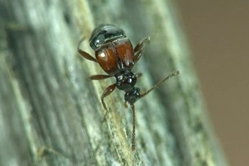 Rybax longicornis