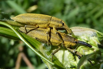 Schierlingsrüssler