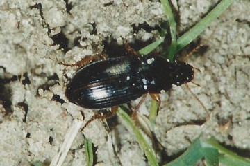 Schwarzglänzender Schnellläufer