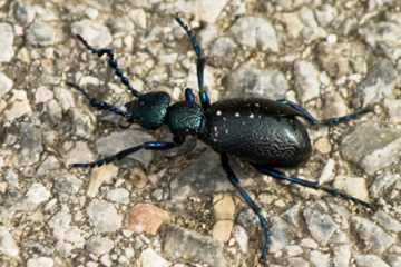 Schwarzblauer Ölkäfer