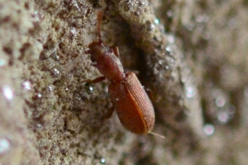 Silvanoprus fagi