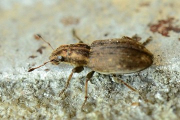 Sitona lepidus