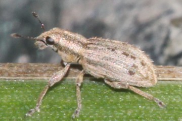 Sitona crinitus