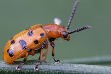 Zwölfpunkt-Spargelkäfer