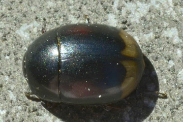 Sphaeridium lunatum