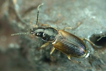 Stenolophus mixtus