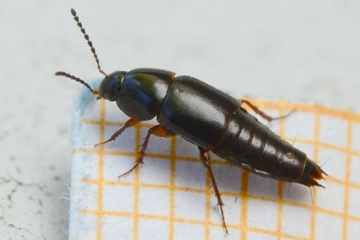 Tachinus signatus