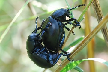 Tatzenkäfer