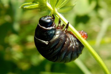 Tatzenkäfer