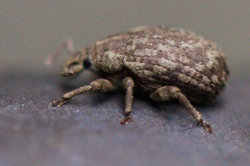 Trachyphloeus bifoveolatus