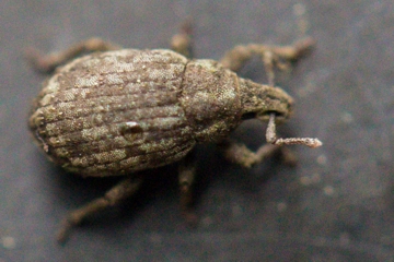 Trachyphloeus bifoveolatus