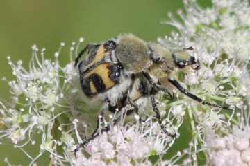 Gebänderter Pinselkäfer