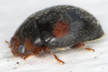 Trockenrasen-Zwergmarienkäfer