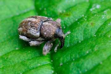 Tychius quinquepunctatus