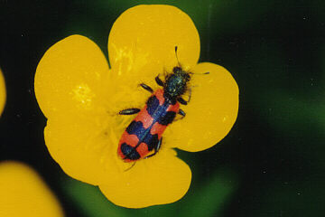 Zottiger Bienenkäfer