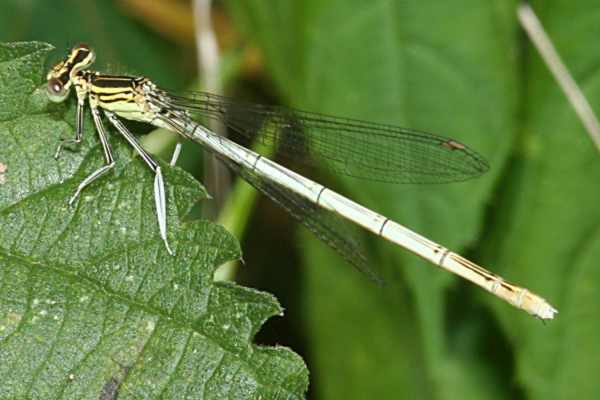 Blaue Federlibelle