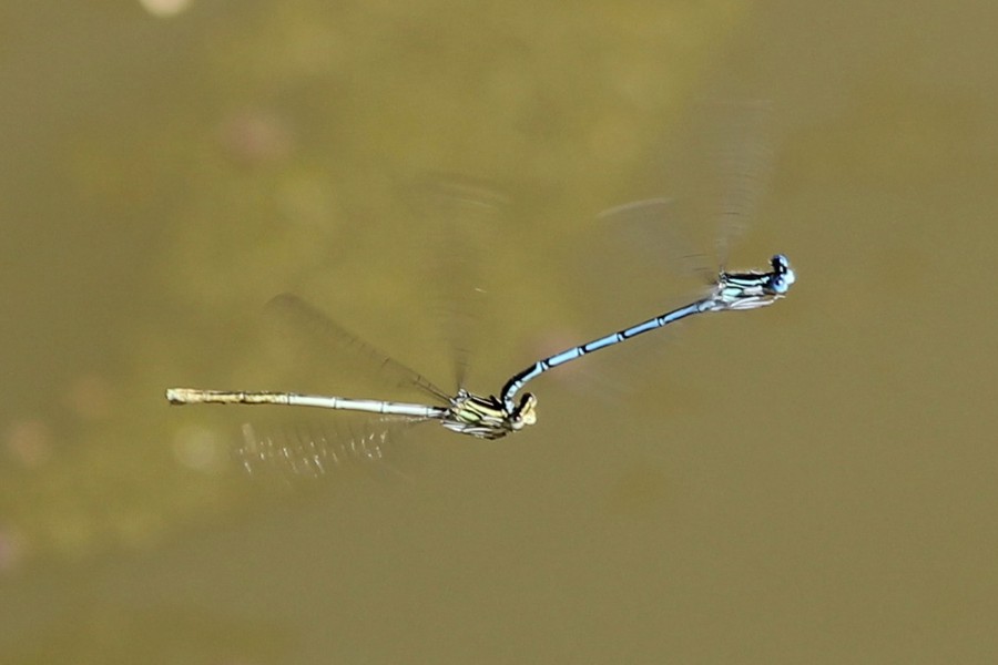 Blaue Federlibelle