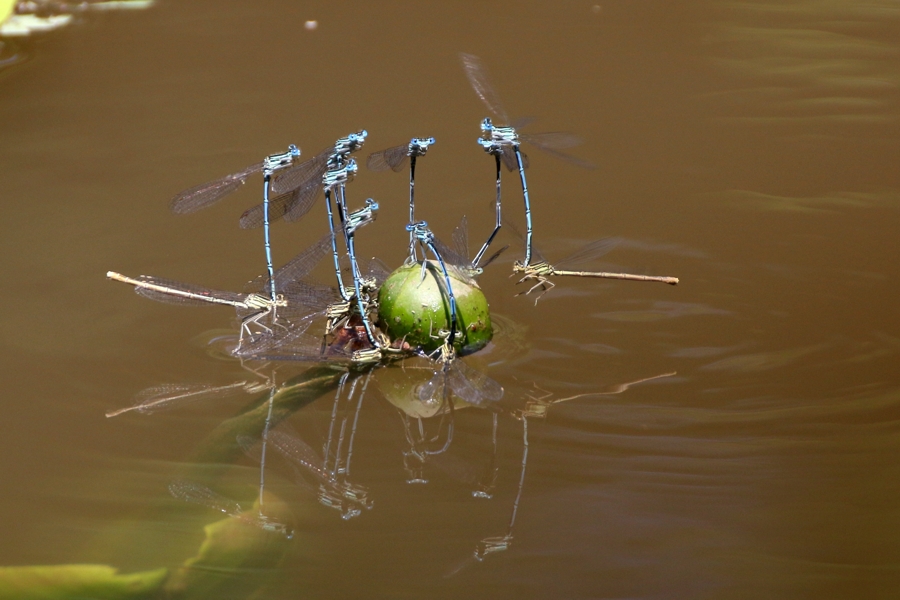 Blaue Federlibelle