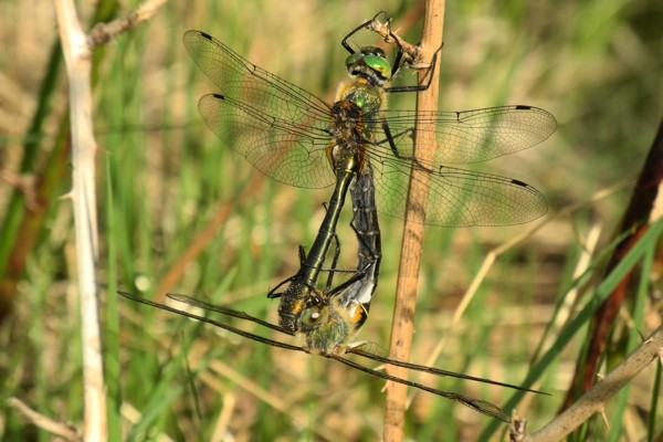 Falkenlibelle