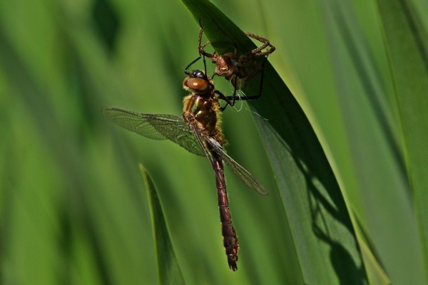 Falkenlibelle