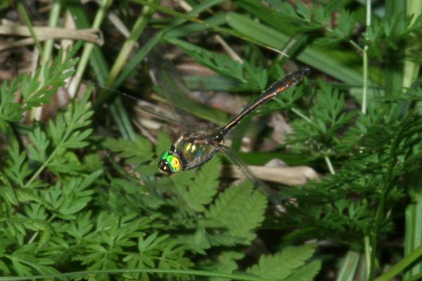 Falkenlibelle