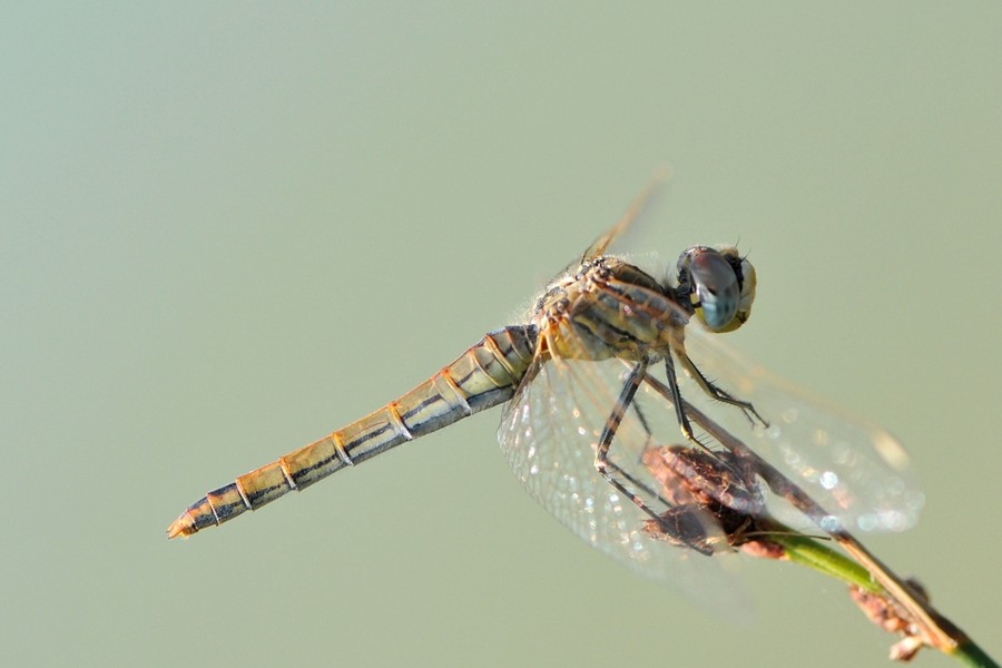 Frühe Heidelibelle