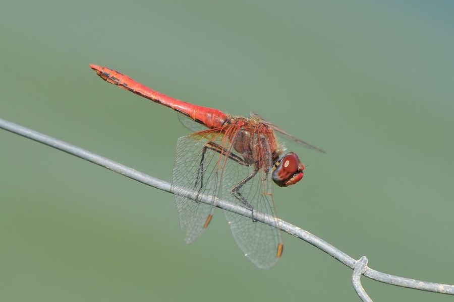 Frühe Heidelibelle