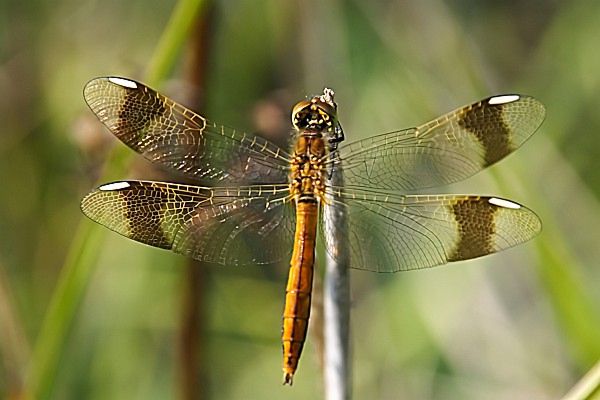 Gebänderte Heidelibelle