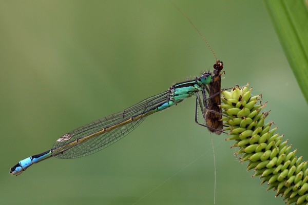 Große Pechlibelle