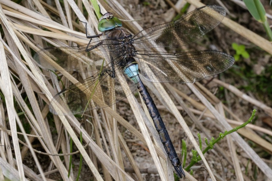 Kleine Königslibelle