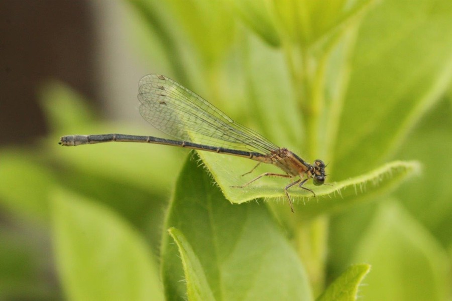 Kleine Pechlibelle