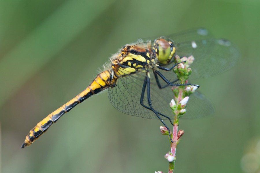 Schwarze Heidelibelle