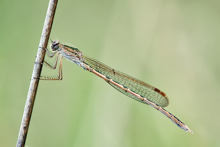 Sibirische Winterlibelle