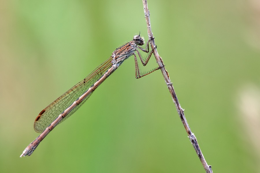 Sibirische Winterlibelle