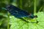 Calopteryx virgo