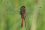 Sympetrum sanguineum