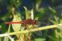 Crocothemis erythraea