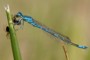 Coenagrion scitulum